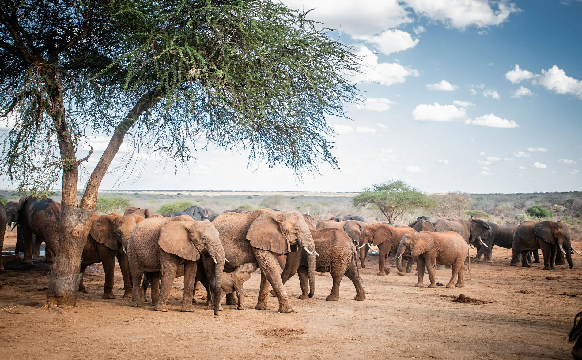 Sheldrick Wildlife Trust in Kenya, Africa | Zoos & Sanctuaries - Rated 4.2