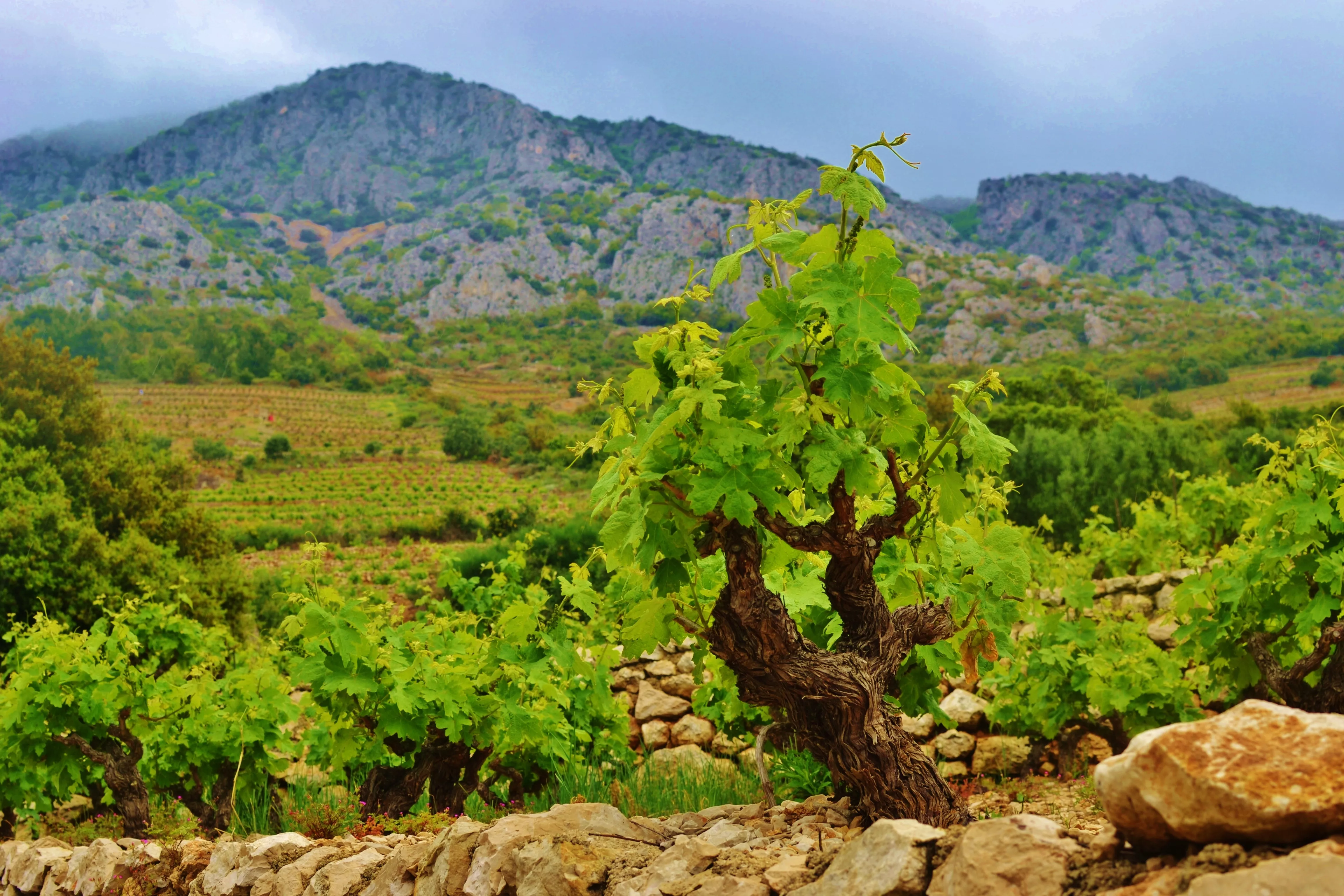 Sladic Winery in Croatia, Europe | Wineries - Rated 0.9