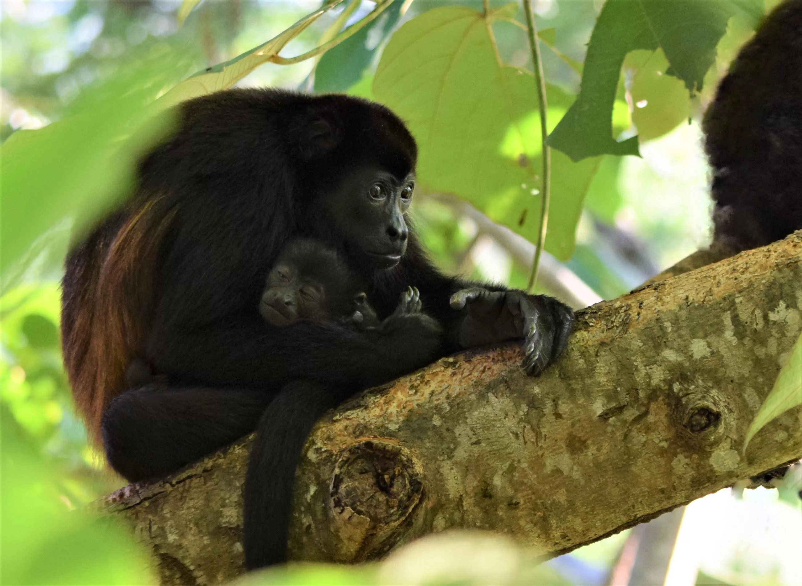 Sibu Wildlife Sanctuary in Costa Rica, North America | Zoos & Sanctuaries - Rated 0.9