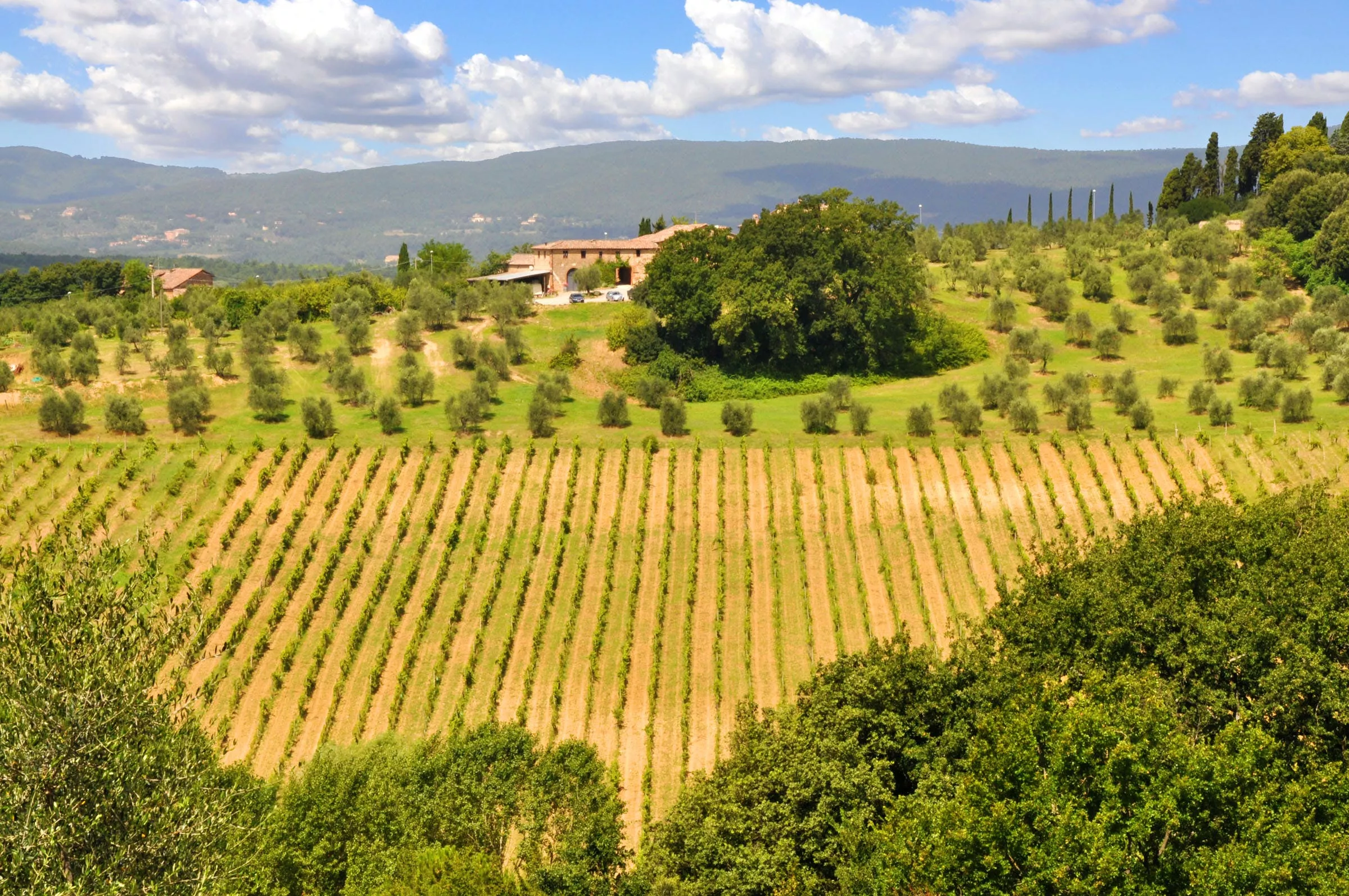 La Lastra Farm in Italy, Europe | Wineries - Rated 0.9