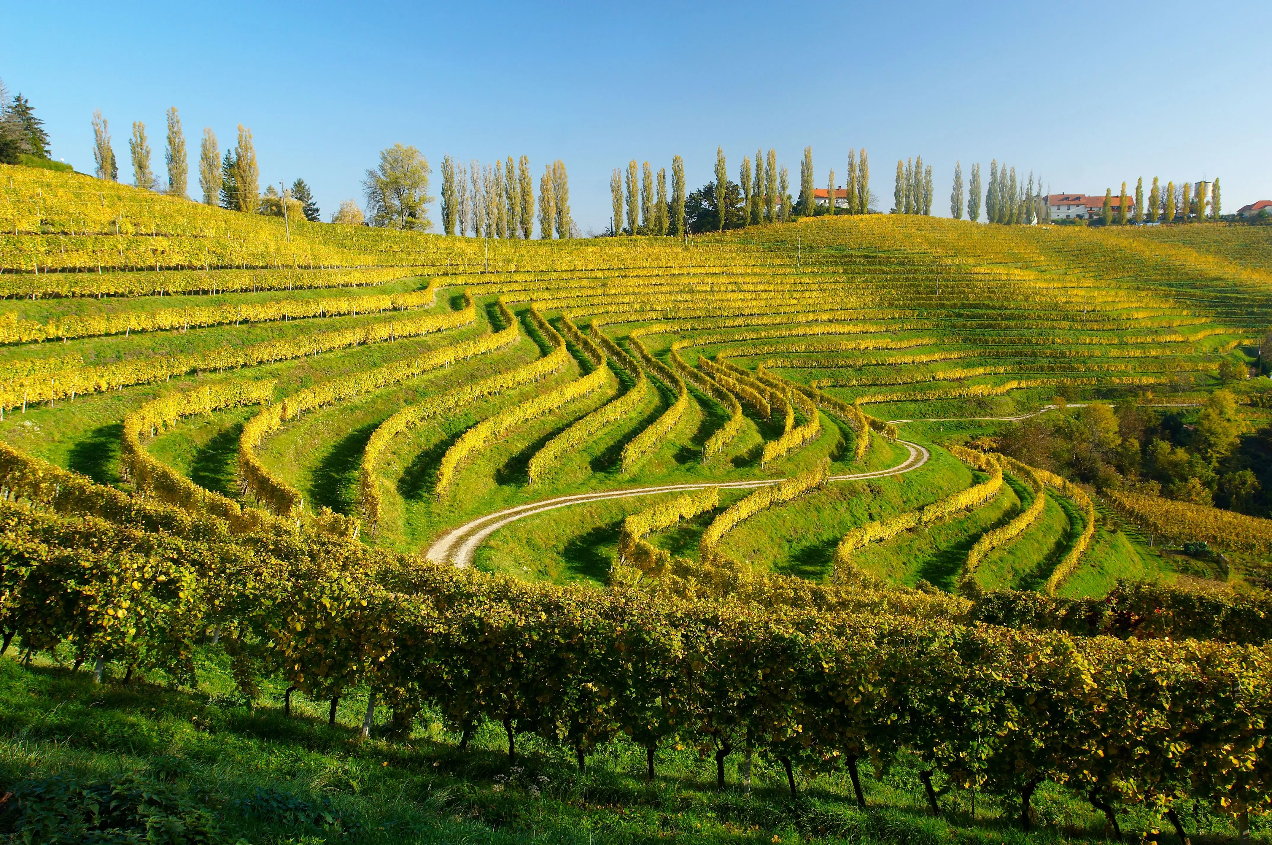 Rojac Wine in Slovenia, Europe | Wineries - Rated 0.9