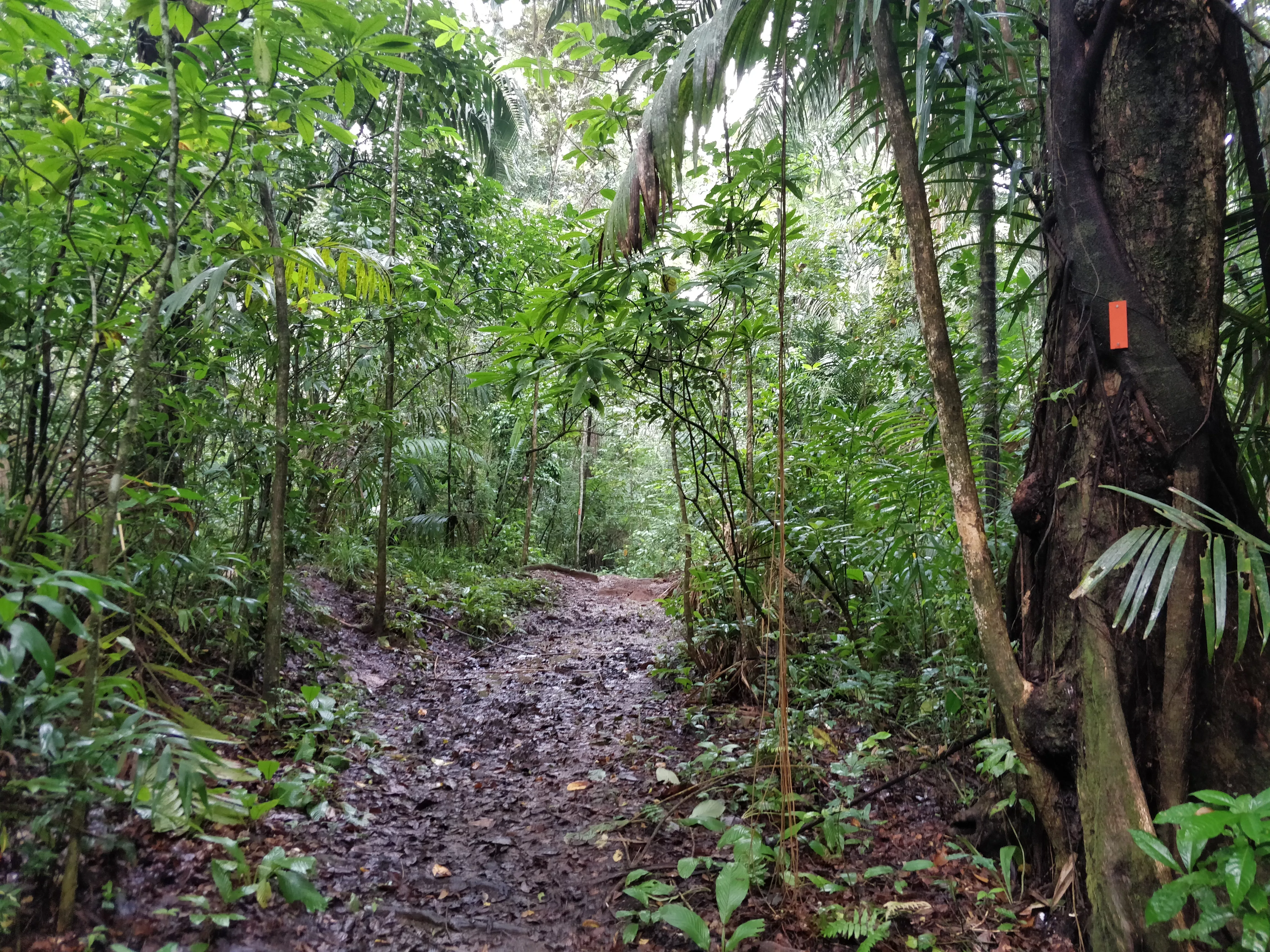 Soberania National Park in Panama, North America | Trekking & Hiking - Rated 3.8