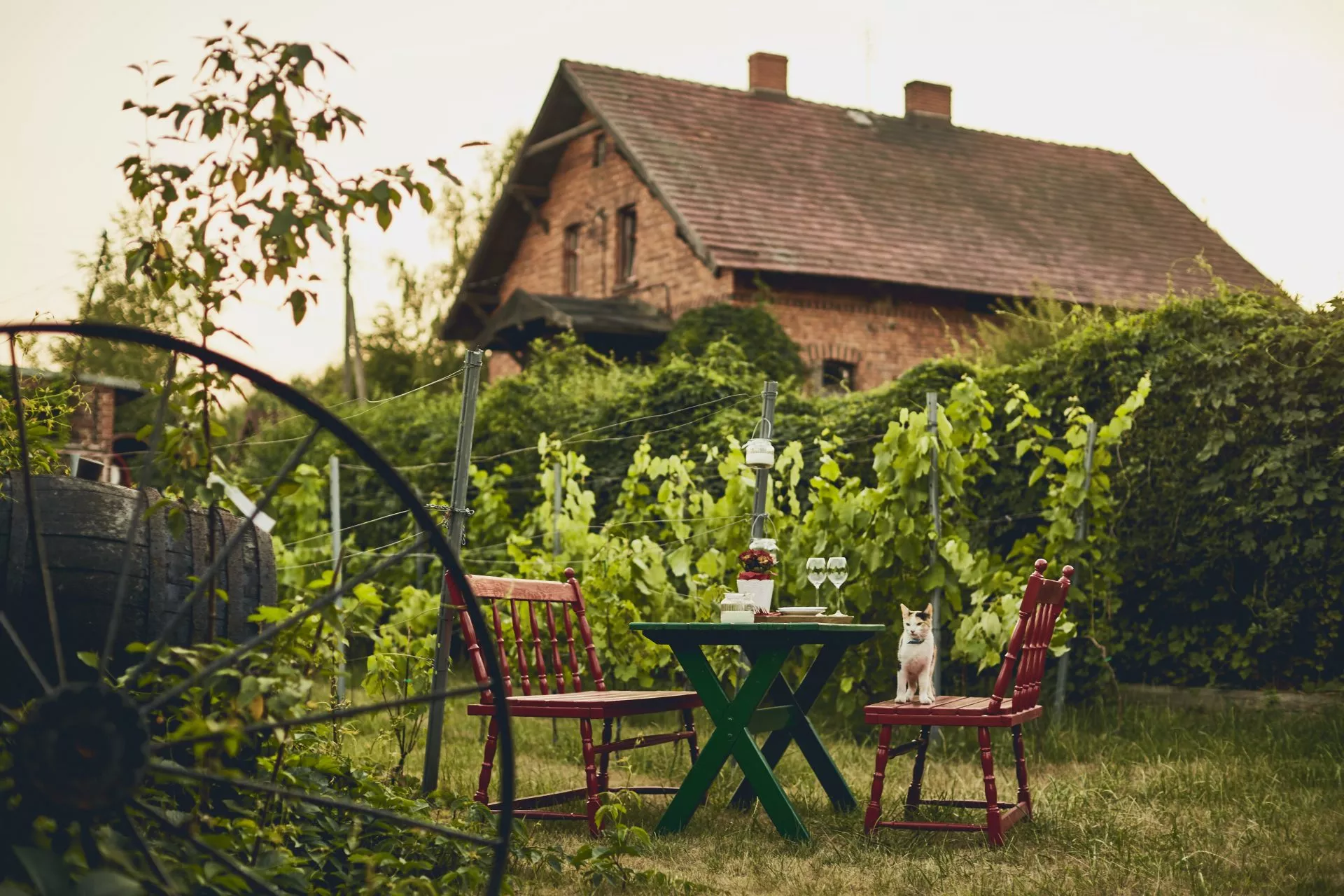 Kinga Vineyard in Poland, Europe | Wineries - Rated 0.9