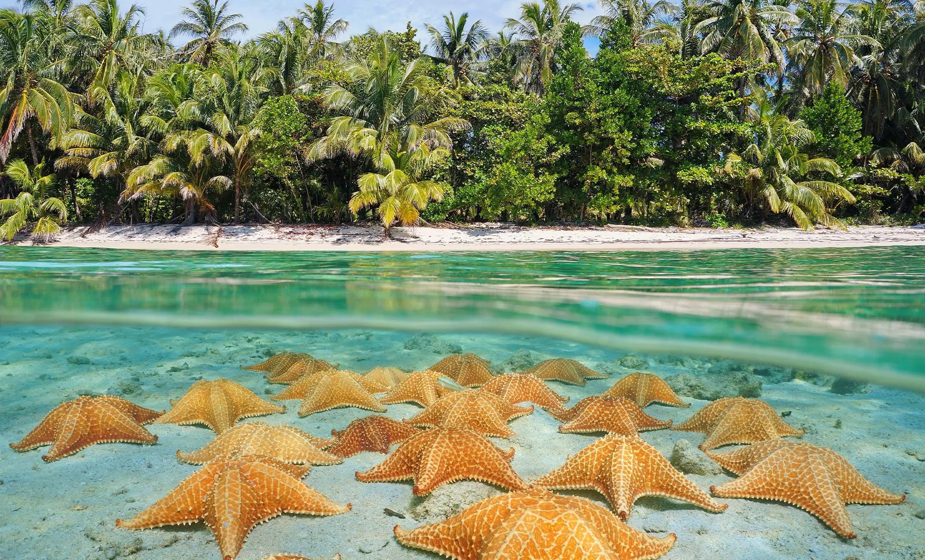 Starfish Beach in Panama, North America | Beaches - Rated 3.7