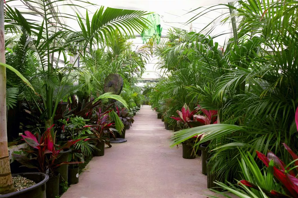 Palm Tree Gardens Botanical Garden in Grenada, Caribbean | Botanical Gardens - Rated 0.9