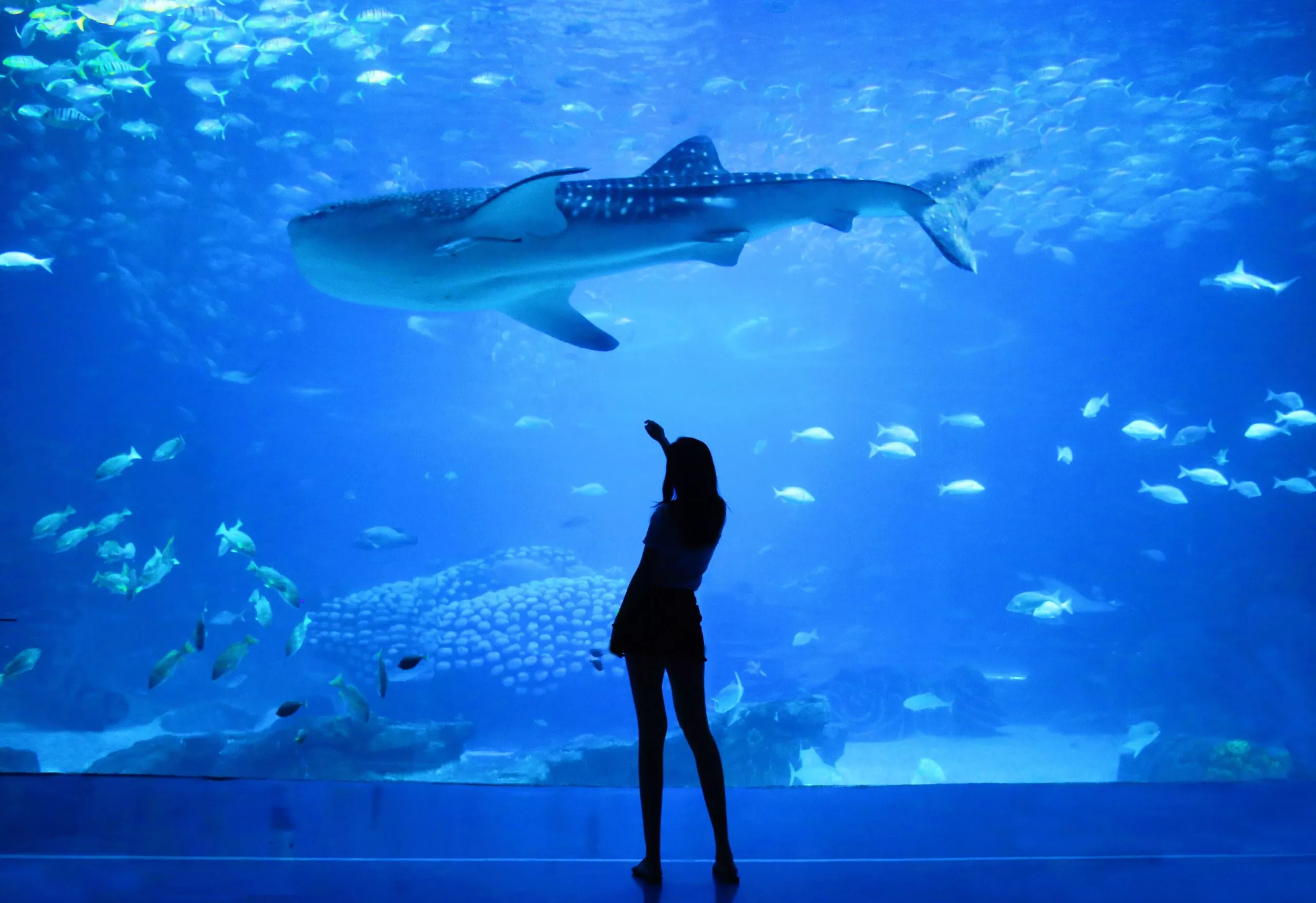 Sunpiazza Aquarium in Japan, East Asia | Aquariums & Oceanariums - Rated 3.2