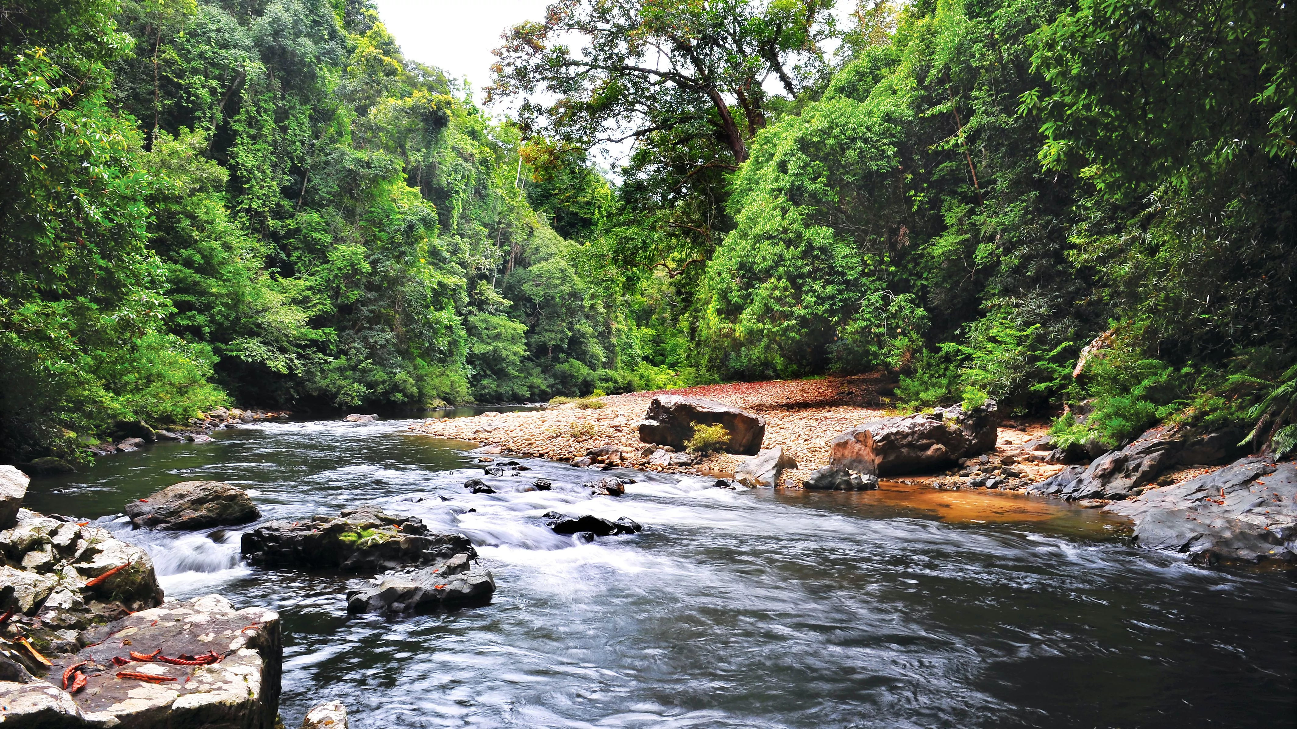 Taman Negara in Malaysia, East Asia | Trekking & Hiking - Rated 3.6