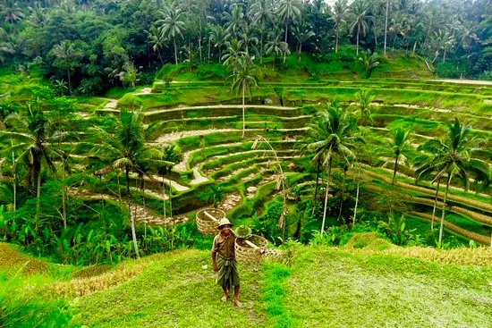 Tegalalang Rice Terraces in Indonesia, Central Asia | Nature Reserves,Zip Lines - Rated 9.6