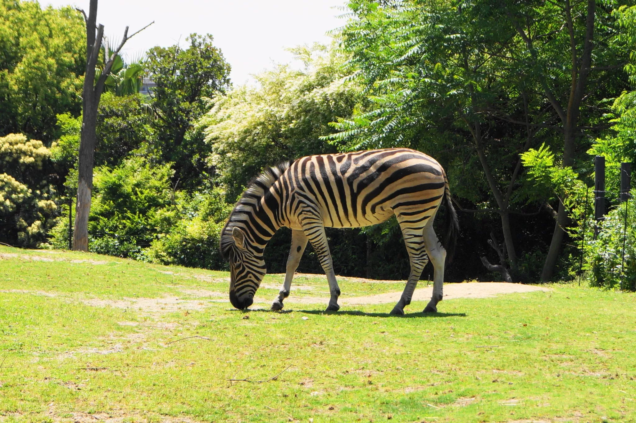 Tennoji Zoo | Osaka, Japan - Country Helper