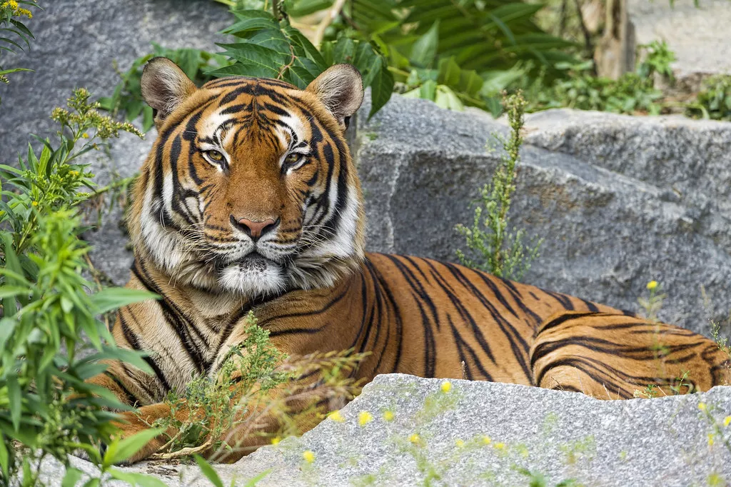 Tiger Park in Thailand, Central Asia | Zoos & Sanctuaries - Rated 4