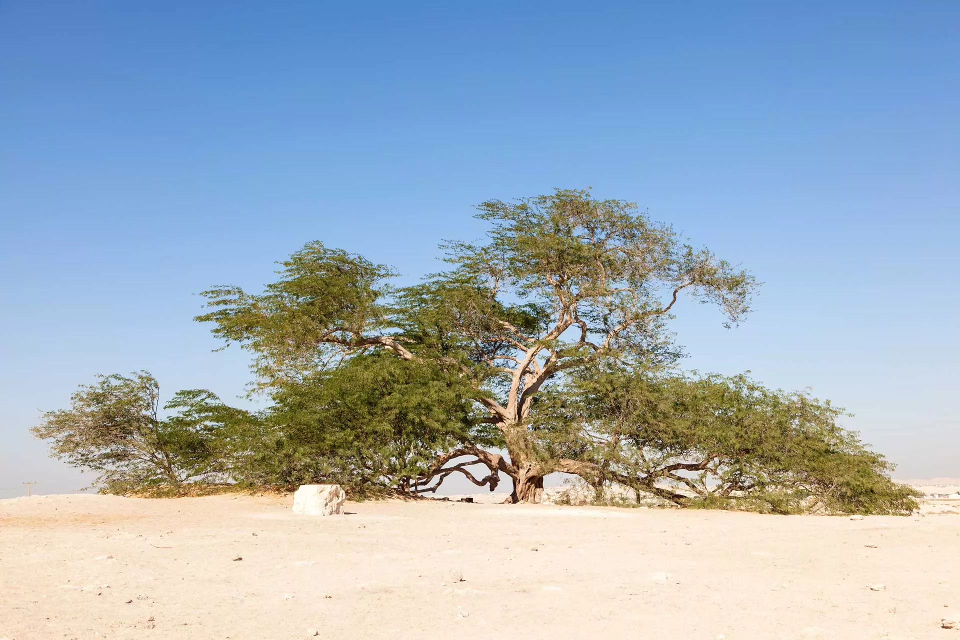 Tree of Life in Bahrain, Middle East | Nature Reserves,Deserts - Rated 4