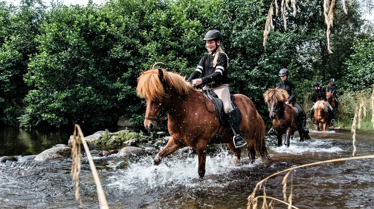 Tryggvi Islandshestgård in Norway, Europe | Horseback Riding - Rated 1