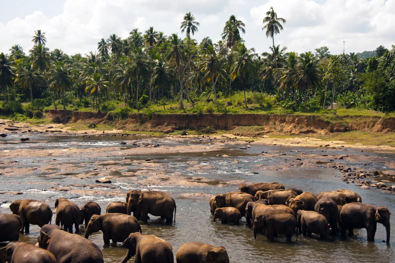 Udawalawe National Park in Sri Lanka, Central Asia | Parks,Safari - Rated 4.7