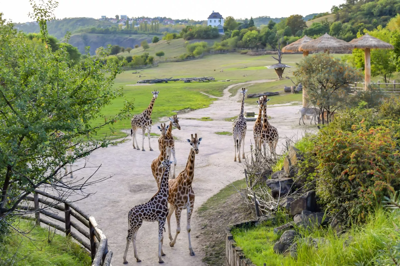 Prague Zoo in Czech Republic, Europe | Zoos & Sanctuaries - Rated 7.1