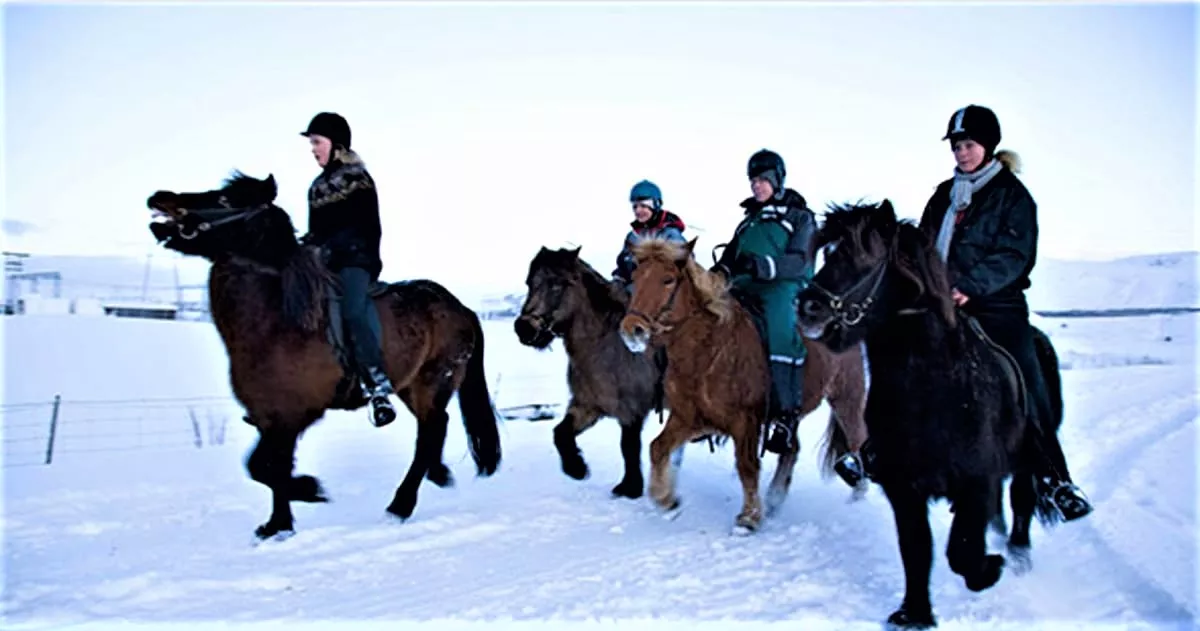 Viking Horses in Iceland, Europe | Horseback Riding - Rated 0.9