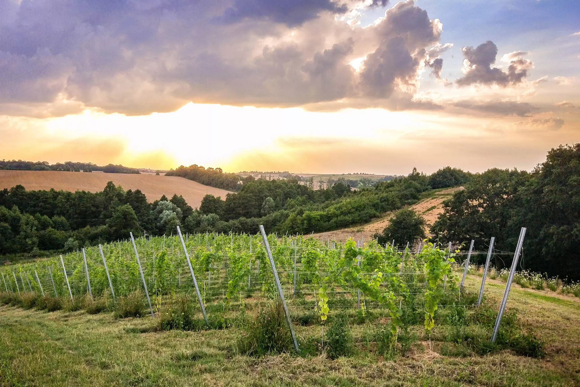 Vineyard 55-100 in Poland, Europe | Wineries - Rated 1