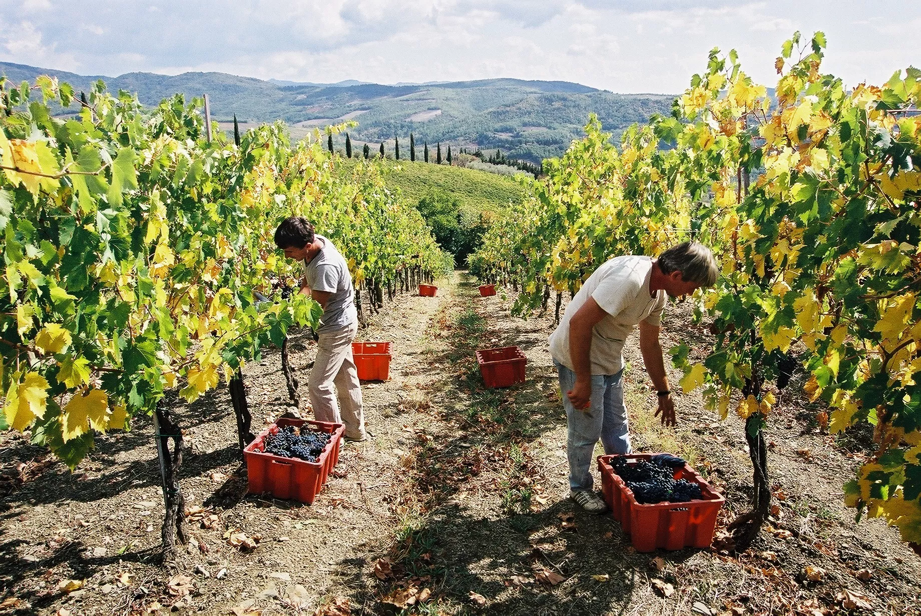 Librandi in Italy, Europe | Wineries - Rated 0.8