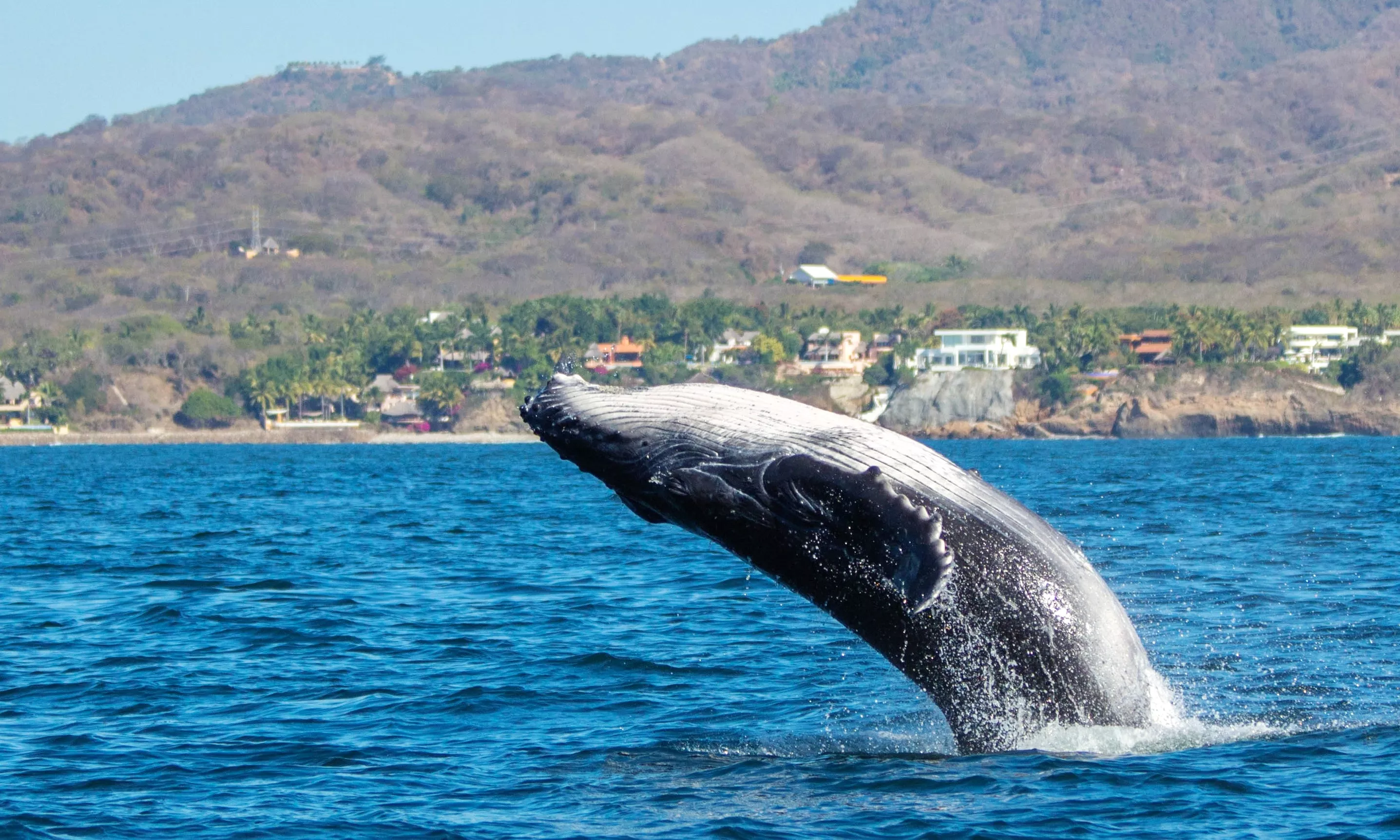 Ocean Friendly Whale Watching Tours in Mexico, North America | Excursions - Rated 4.1