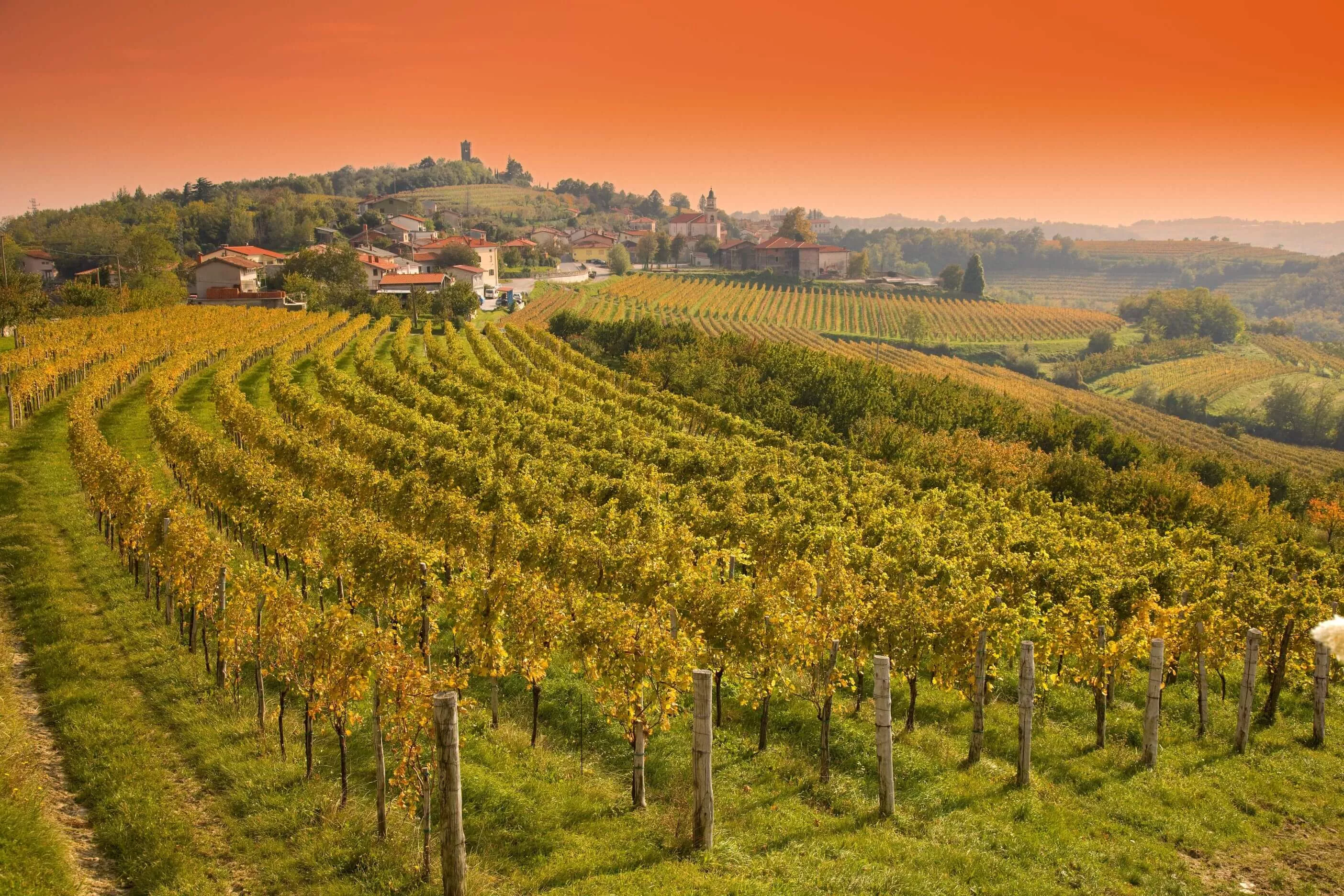 Winery Zorz in Slovenia, Europe | Wineries - Rated 0.9