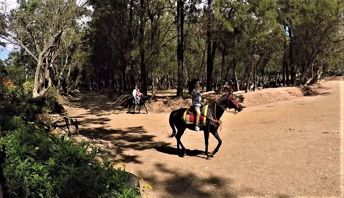 Wright Park Horse Stable Hill in Philippines, Central Asia | Horseback Riding - Rated 1.1