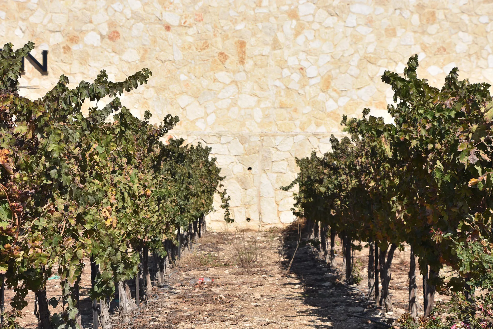 Yehuda Winery in Israel, Middle East | Wineries - Rated 0.9