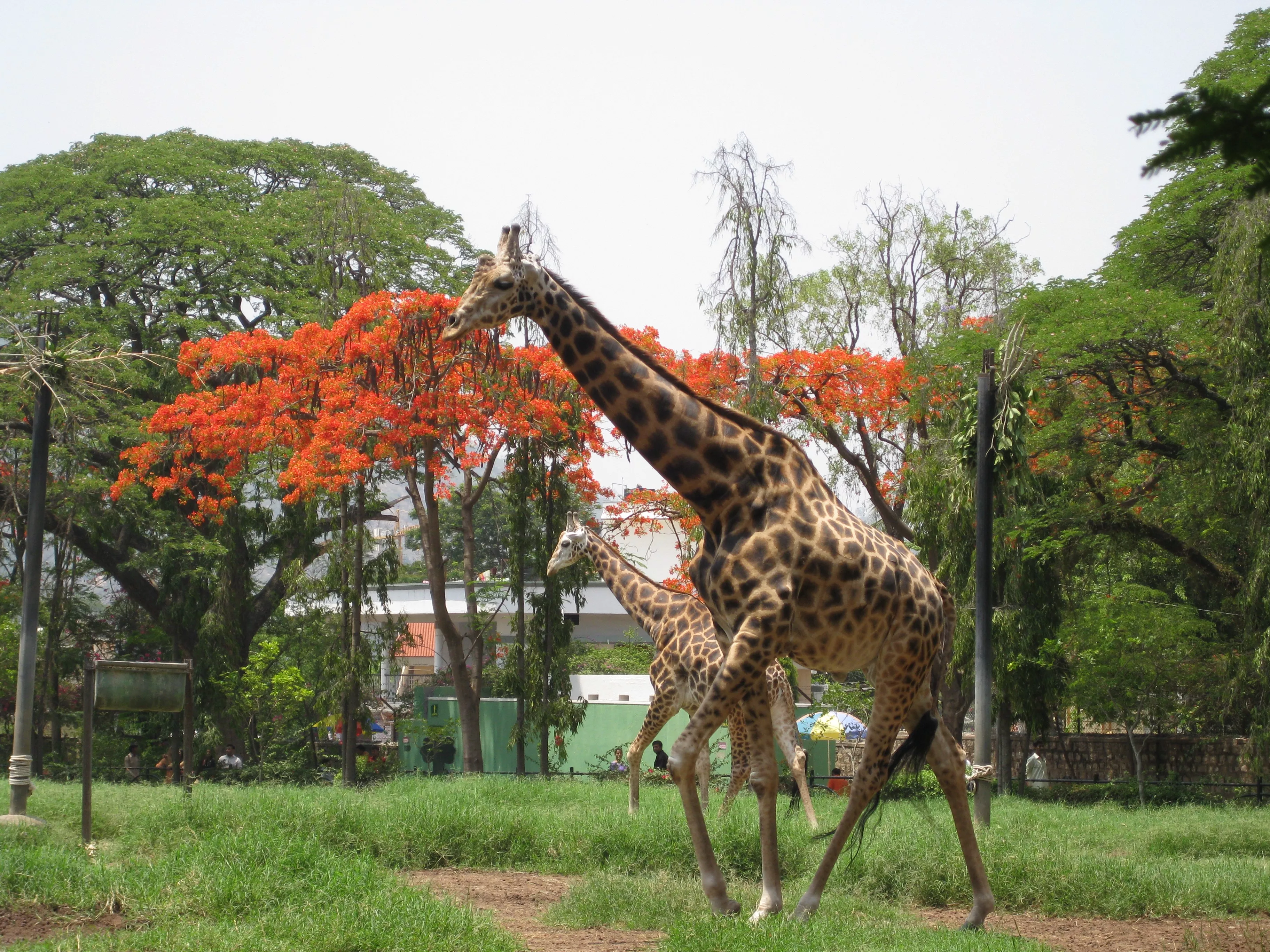 Zoological Garden Alipore in India, Central Asia | Zoos & Sanctuaries - Rated 7.8