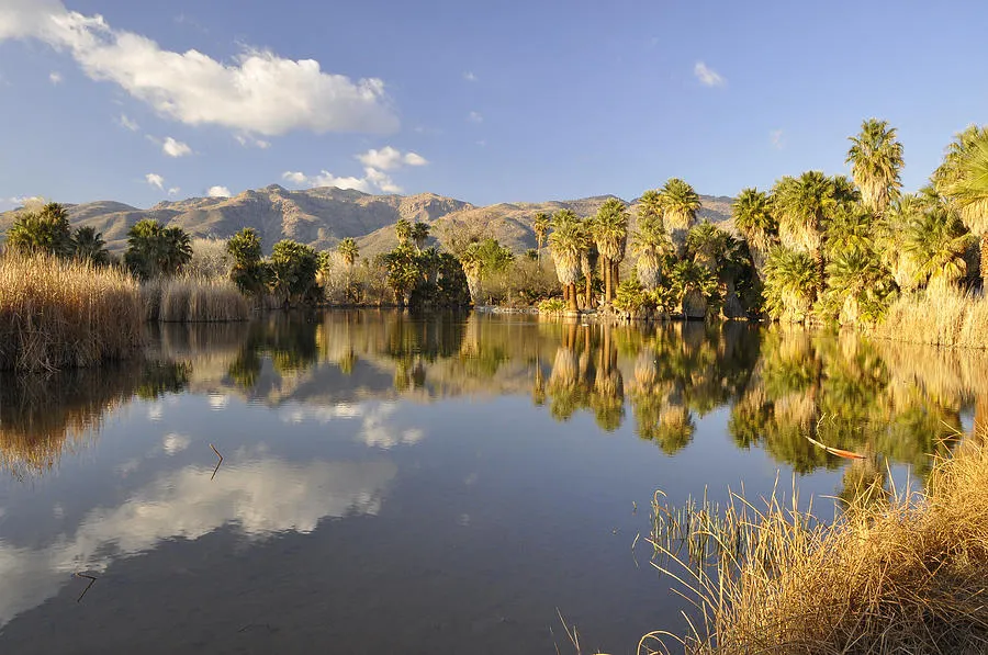 Agua Caliente in USA, North America | Oases - Rated 4.4