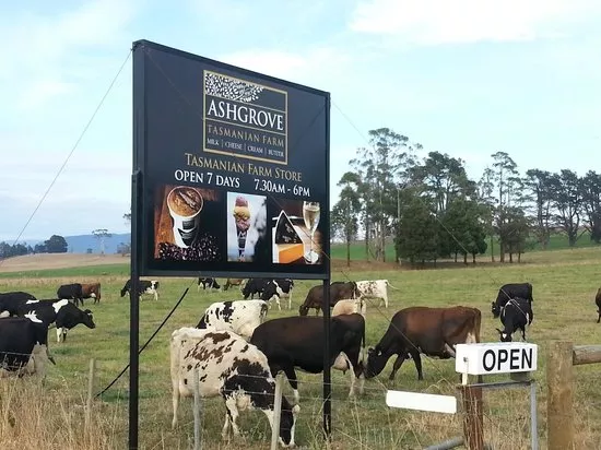 Ashgrove Tasmanian Farm Cheese in Australia, Australia and Oceania | Cheesemakers - Rated 3.7