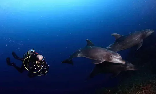 Dolphin Dive Baja in Mexico, North America | Scuba Diving - Rated 3.9
