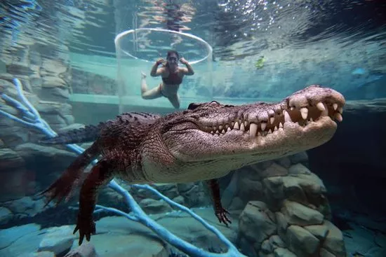 Crocosaurus Cove in Australia, Australia and Oceania | Zoos & Sanctuaries,Aquariums & Oceanariums - Rated 3.6