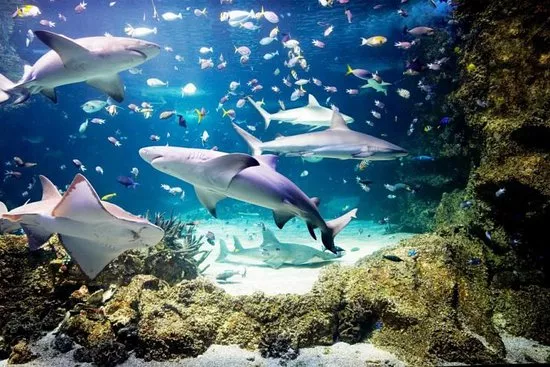 Sea Life Sydney Aquarium in Australia, Australia and Oceania | Aquariums & Oceanariums - Rated 4.8