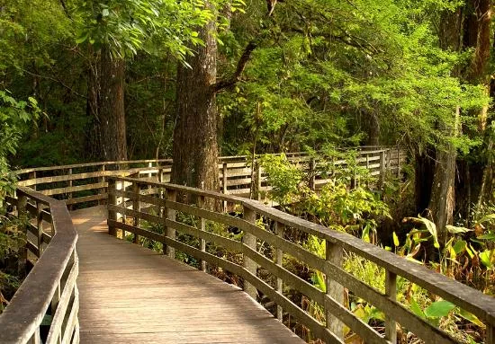 Corkscrew Swamp Sanctuary in USA, North America | Zoos & Sanctuaries - Rated 6