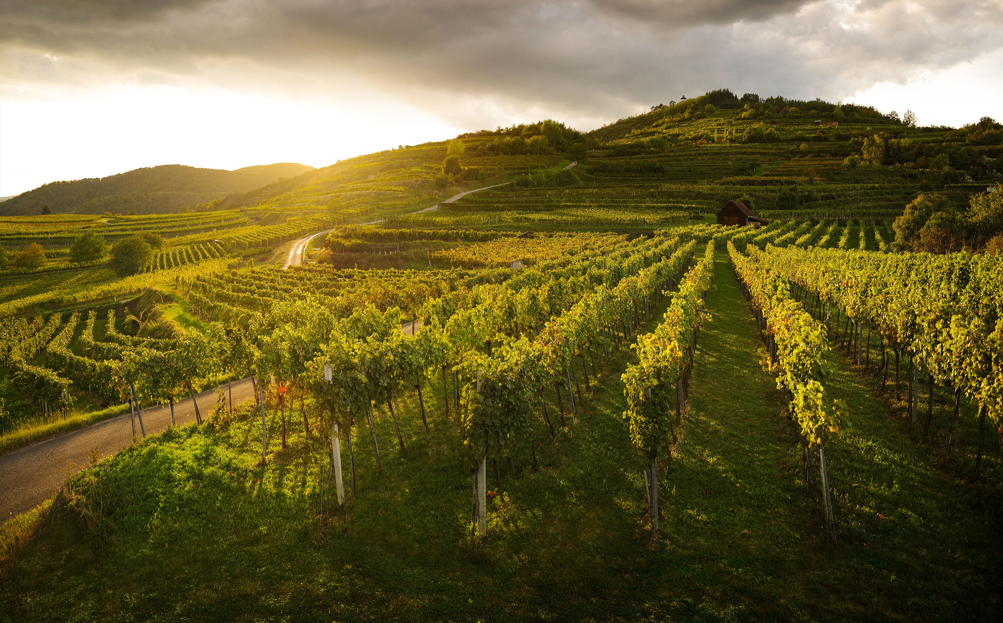 Viticulture Morwald in Austria, Europe | Wineries - Rated 0.9