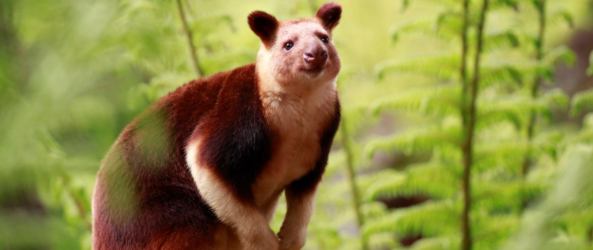 Healesville Sanctuary in Australia, Australia and Oceania | Zoos & Sanctuaries - Rated 4.3