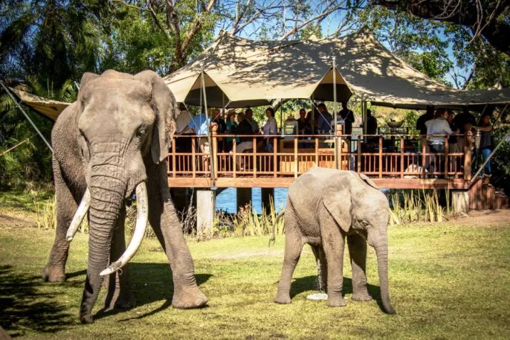 The Elephant Cafe in Zambia, Africa | Restaurants,Cafes - Rated 4.1