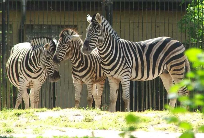 Zoo Burgas in Bulgaria, Europe | Zoos & Sanctuaries - Rated 3.4