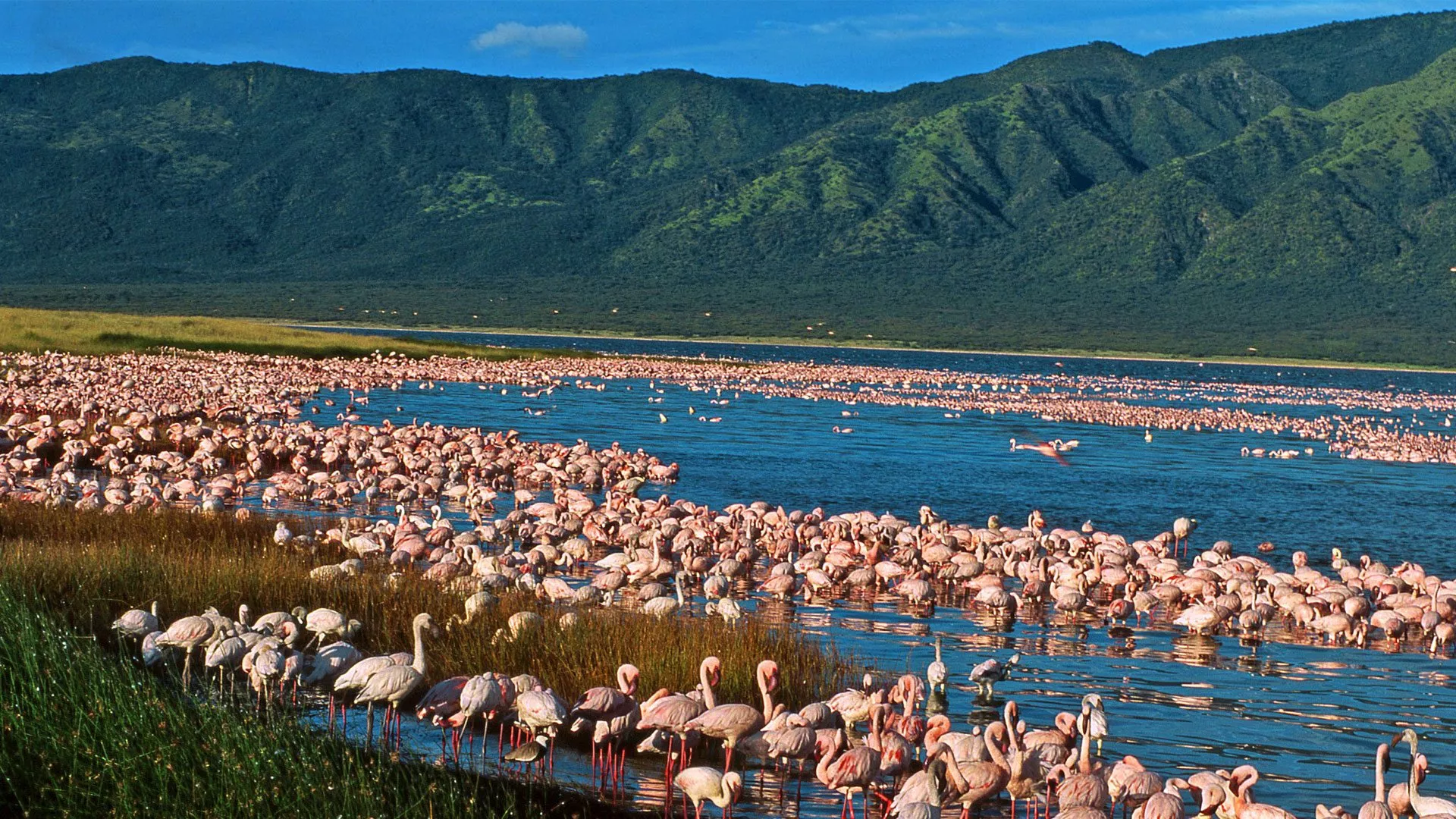 Lake Elementaita in Kenya, Africa | Lakes,Trekking & Hiking - Rated 3.5
