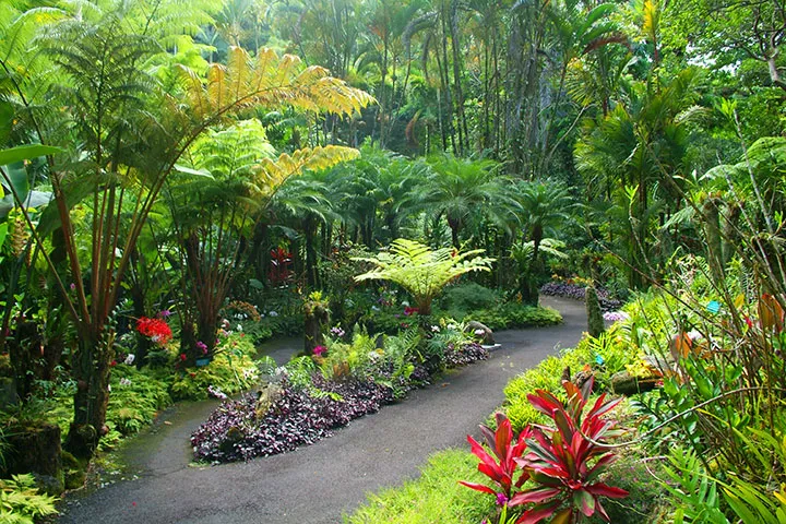 Hawaiian Tropical Botanical Garden in USA, North America | Botanical Gardens - Rated 4