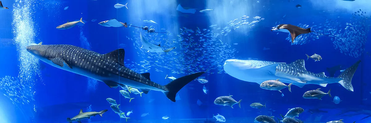 Okinawa Churaumi Aquarium in Japan, East Asia | Aquariums & Oceanariums - Rated 8.5