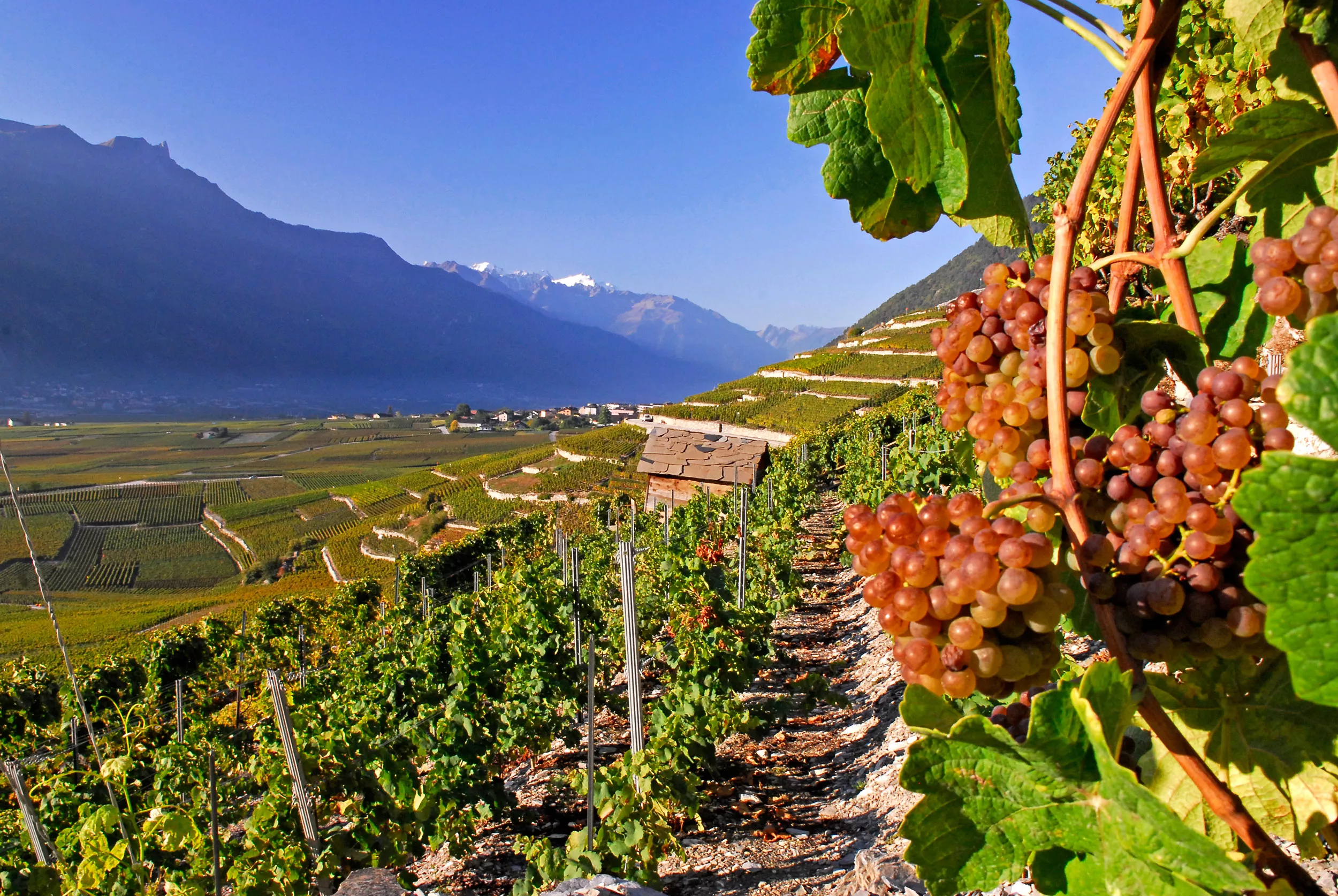 Hubert Germanier Winery in Switzerland, Europe | Wineries - Rated 0.9