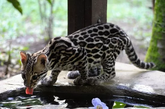Jaguar Rescue Center in Costa Rica, North America | Zoos & Sanctuaries - Rated 4