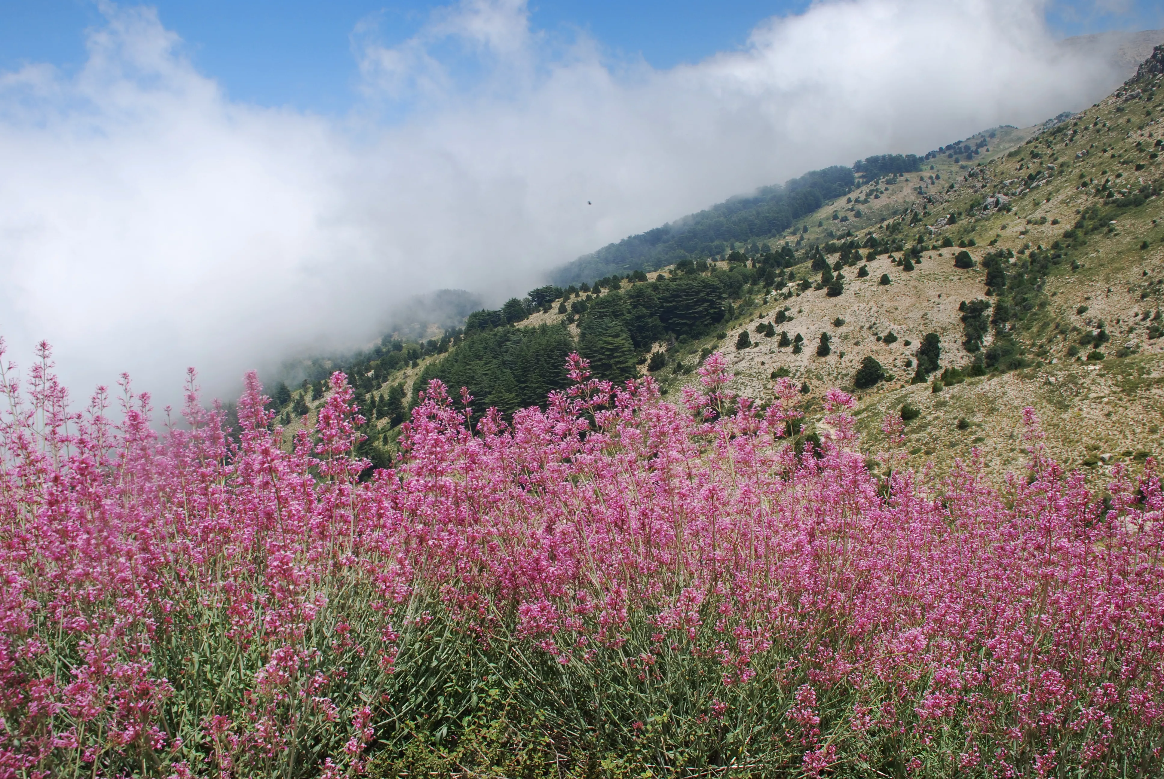 Horsh Ehden Nature Reserve in Lebanon, Middle East | Nature Reserves,Trekking & Hiking - Rated 3.8