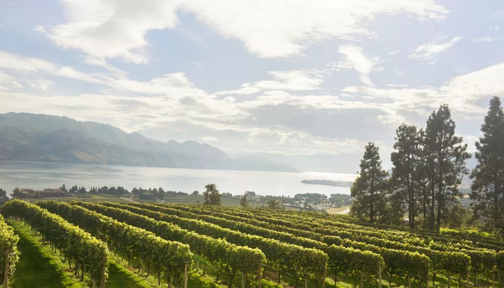 Mission Hill Family Estate in Canada, North America | Wineries - Rated 3.8