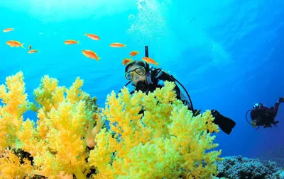 Dive Maui in USA, North America | Scuba Diving - Rated 4.1