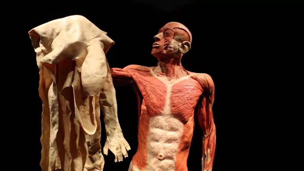 Body Worlds in Netherlands, Europe | Museums - Rated 3.8