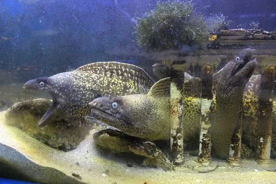 Aquarium of Faliraki in Greece, Europe | Aquariums & Oceanariums - Rated 3.6