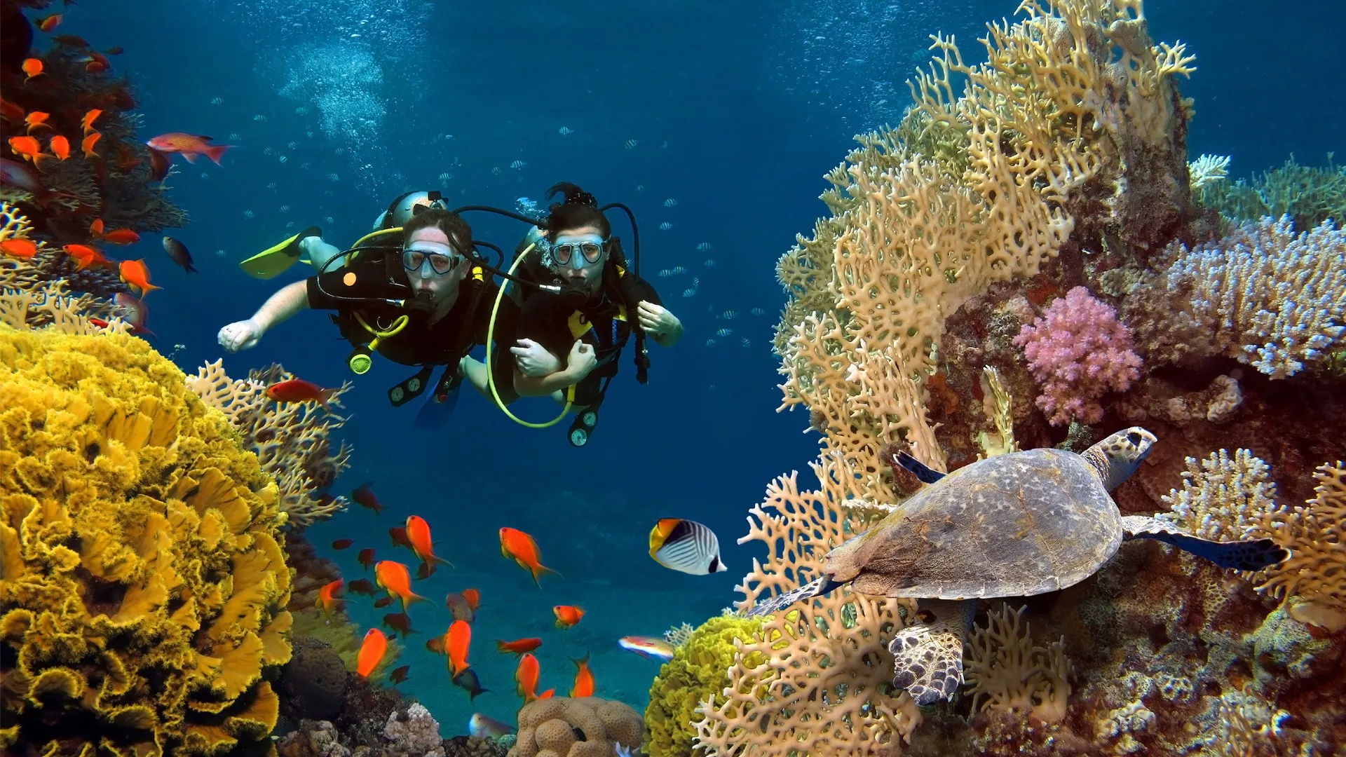 Ocean Wonders in India, Central Asia | Scuba Diving - Rated 4.2