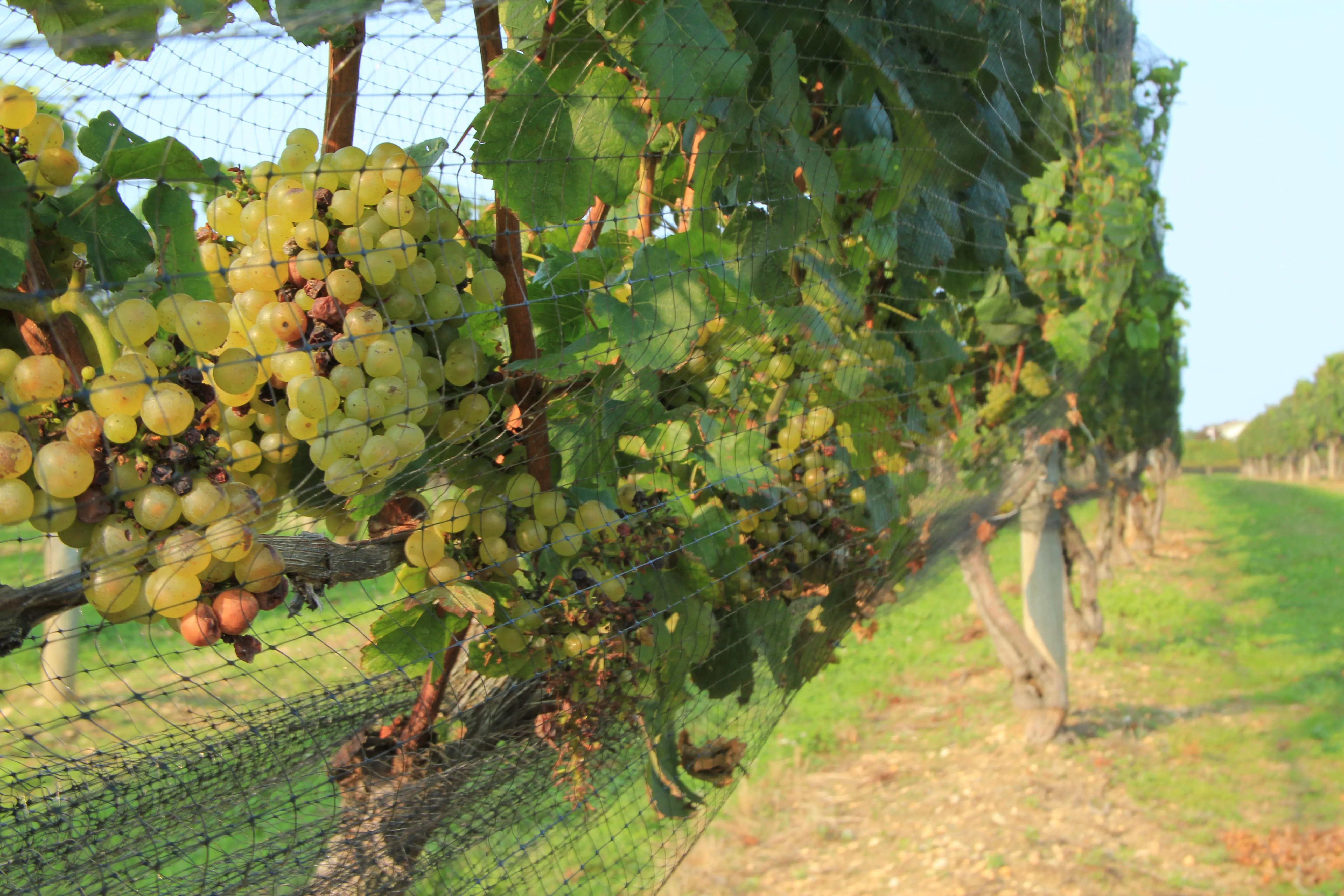 Vineyard Spotkaniowka in Poland, Europe | Wineries - Rated 0.9