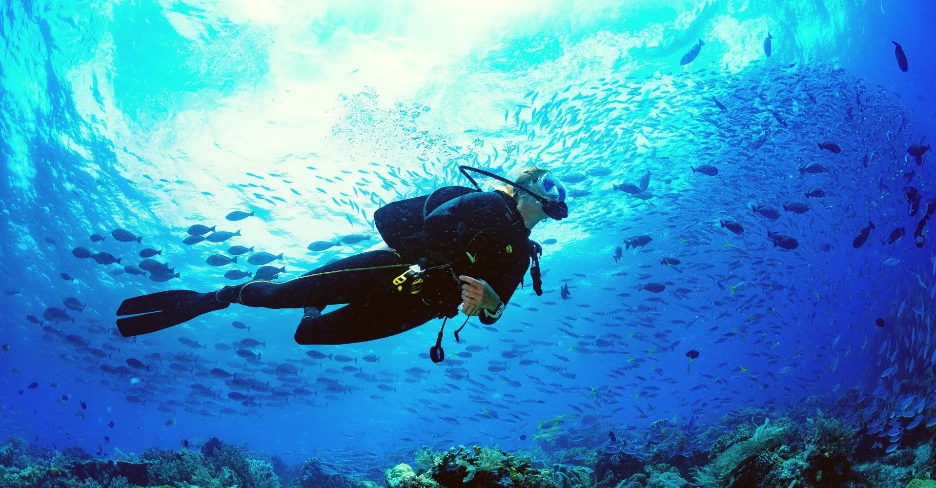 Aqua - World Scuba Diving Center in Mexico, North America | Scuba Diving - Rated 0.8