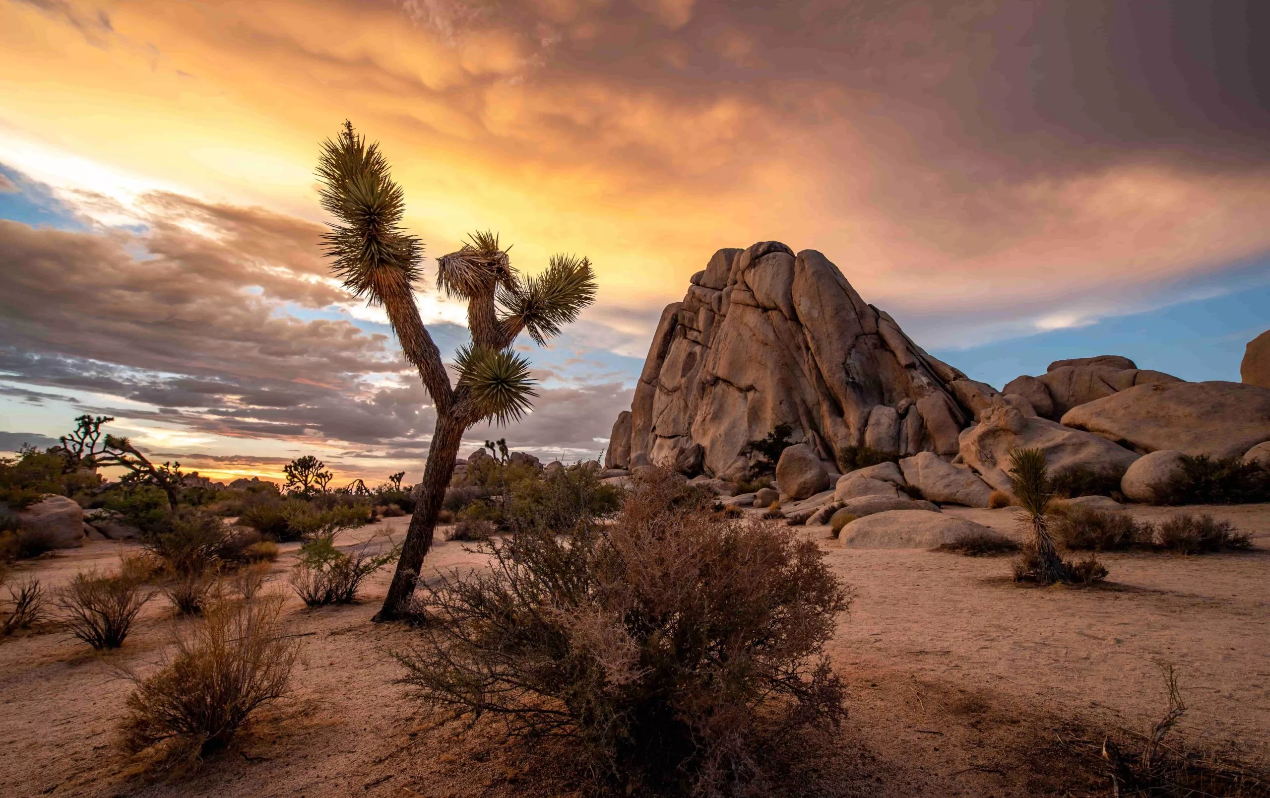 Joshua Tree National Park in USA, North America | Parks - Rated 4.4